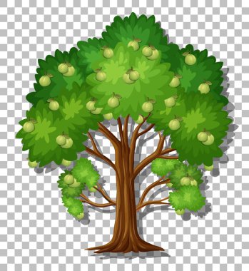 Şeffaf arkaplan illüstrasyonunda Guava ağacı