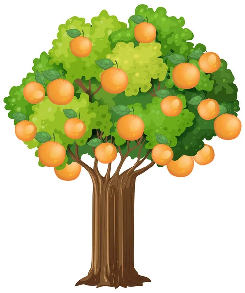 Orangenbaum Isoliert Auf Weißem Hintergrund Illustration — Stockvektor