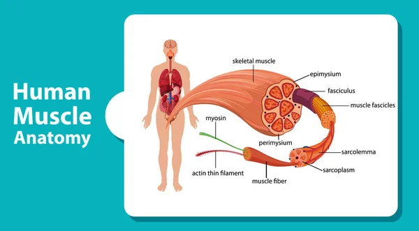 Vücut Anatomisi Çizimi Olan Insan Kas Anatomisi — Stok Vektör