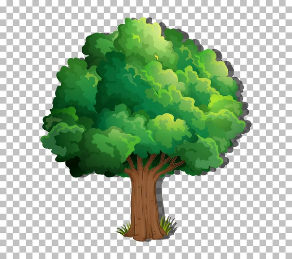 Drzewo Odizolowane Przezroczystej Ilustracji Tła — Wektor stockowy