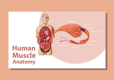 Vücut anatomisi çizimi olan insan kas anatomisi.