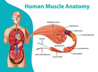 Vücut anatomisi çizimi olan insan kas anatomisi.