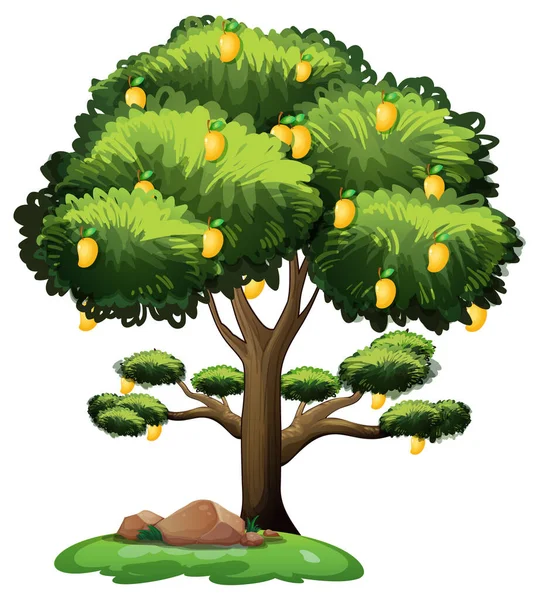白い背景のイラストに孤立した黄色のマンゴーの木 — ストックベクタ