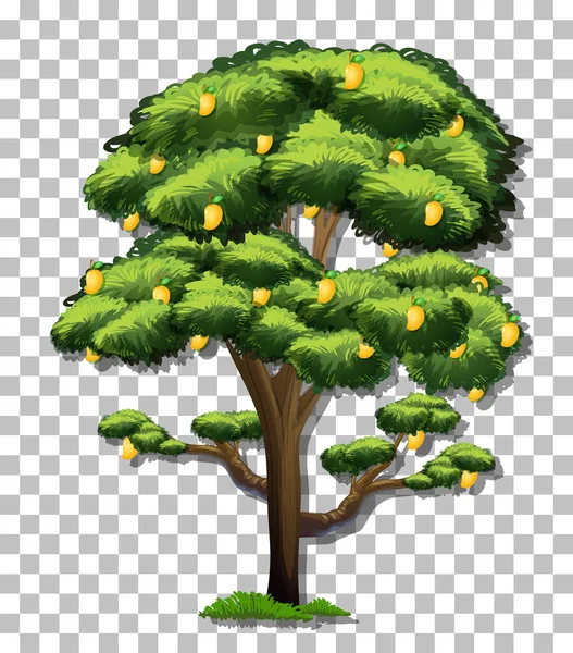 Mangobaum Auf Transparentem Hintergrund — Stockvektor