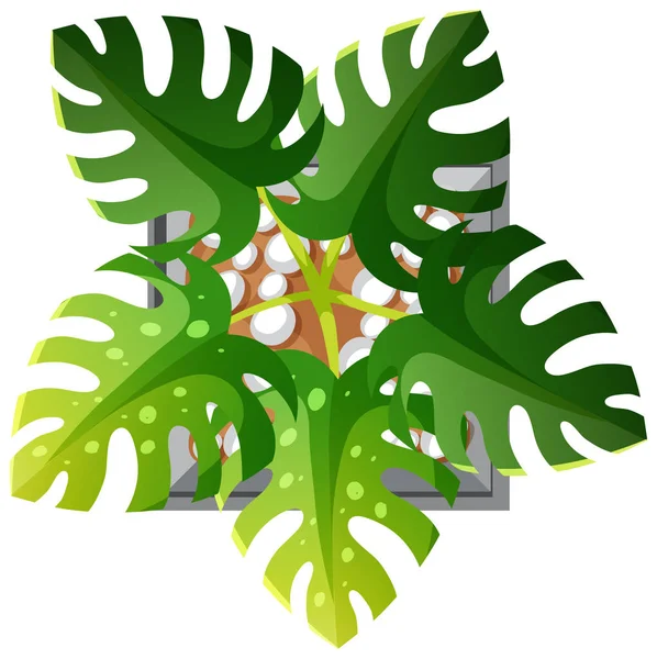 Luftaufnahme Der Monstera Pflanze Isoliert Auf Weißem Hintergrund Illustration — Stockvektor