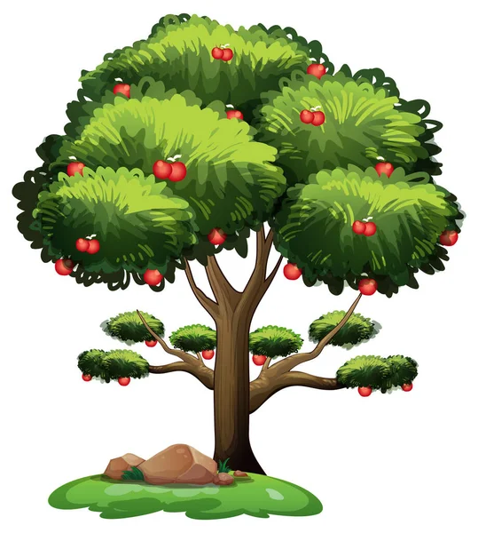 Apfelbaum Isoliert Auf Weißem Hintergrund Illustration — Stockvektor