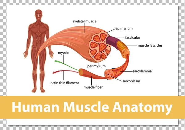 人体解剖図付き人間の筋肉解剖学 — ストックベクタ