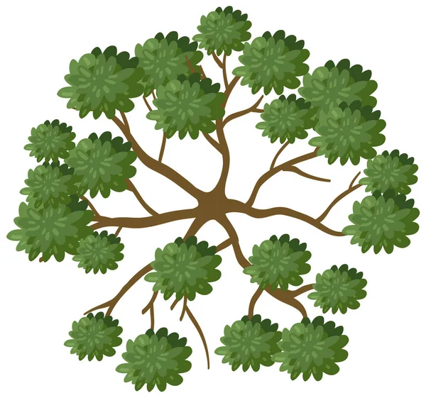 Top View Tree Branch Isolated White Background Illustration — Stock Vector