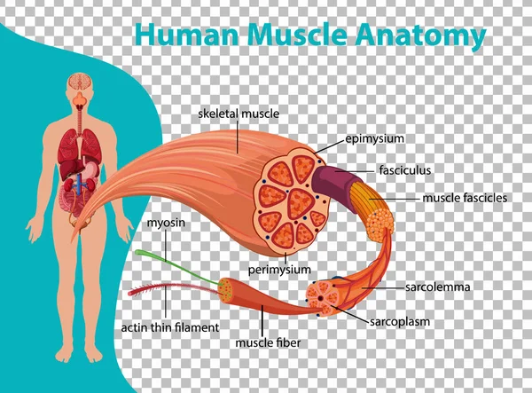 Anatomie Der Menschlichen Muskeln Mit Illustration Der Körperanatomie — Stockvektor