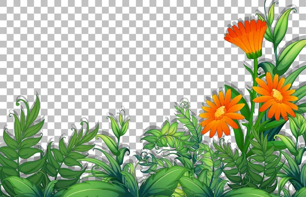 Λουλούδι Και Τροπικά Φύλλα Πρότυπο Πλαίσιο Διαφανές Φόντο Εικονογράφηση — Διανυσματικό Αρχείο