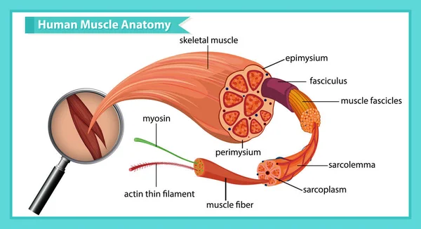 Anatomía Muscular Humana Con Ilustración Anatomía Corporal — Vector de stock