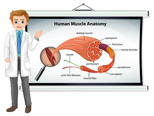 Anatomia Muscolare Umana Con Anatomia Del Corpo Illustrazione — Vettoriale Stock