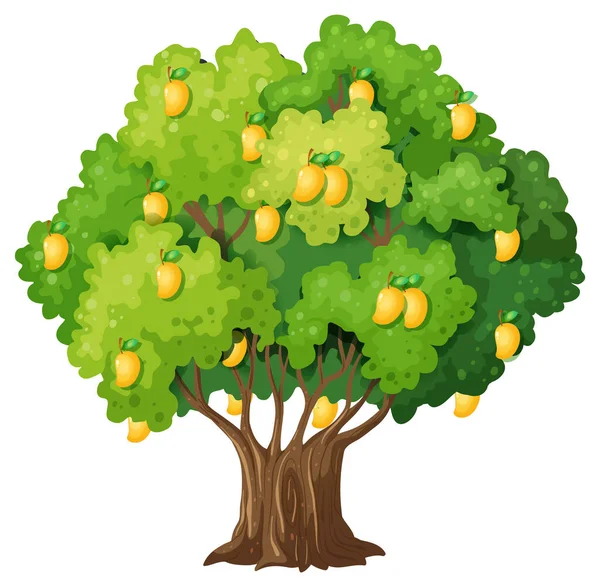 Árbol Mango Amarillo Aislado Sobre Fondo Blanco Ilustración — Archivo Imágenes Vectoriales