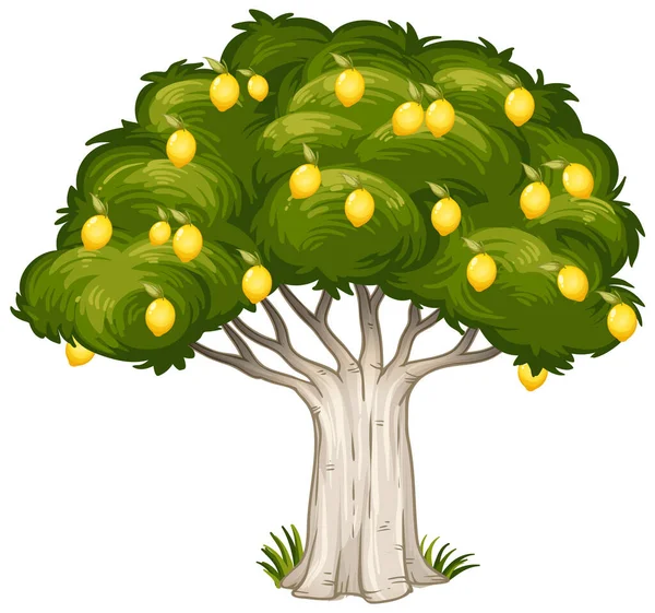 Лимонное Дерево Белом Фоне — стоковый вектор