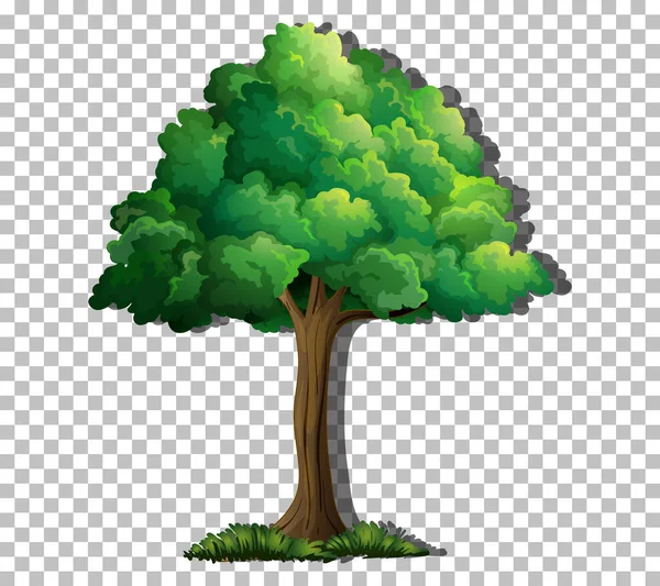 Ein Baum Mit Grünen Blättern Auf Transparentem Hintergrund — Stockvektor