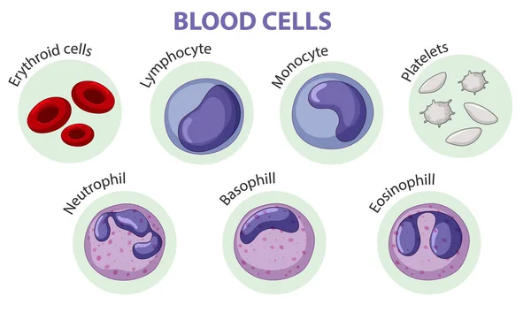 血液細胞図の種類 — ストックベクタ