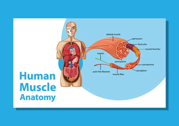 Anatomia Mięśni Ludzkich Anatomią Ciała — Wektor stockowy
