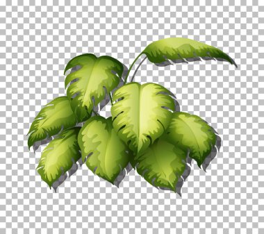 Şeffaf arkaplan illüstrasyonunda tropik yapraklar