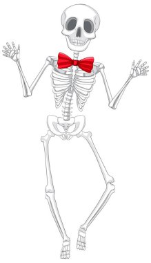 İzole edilmiş insan iskeleti anatomisi çizimi