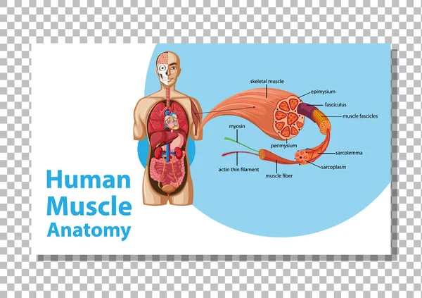 Mänsklig Muskelanatomi Med Kroppen Anatomi Illustration — Stock vektor