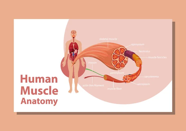 人体肌肉解剖学与人体解剖学说明 — 图库矢量图片