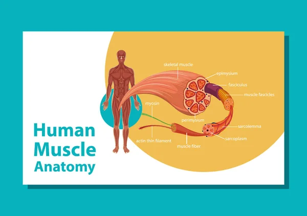 Anatomía Muscular Humana Con Ilustración Anatomía Corporal — Vector de stock