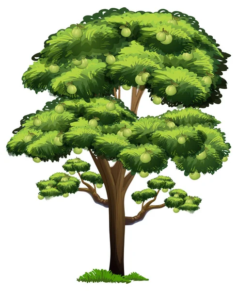 Kvajávy Ovocný Strom Kresleném Stylu Izolované Bílém Pozadí Ilustrace — Stockový vektor