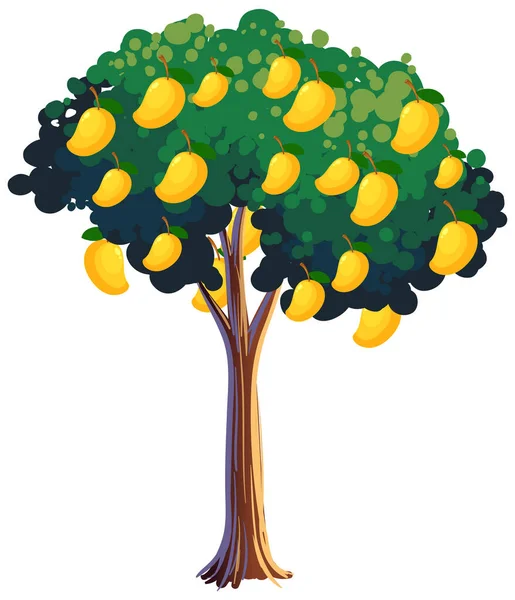 Gul Mango Träd Isolerad Vit Bakgrund Illustration — Stock vektor