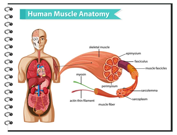 Anatomía Muscular Humana Con Ilustración Anatomía Corporal — Archivo Imágenes Vectoriales