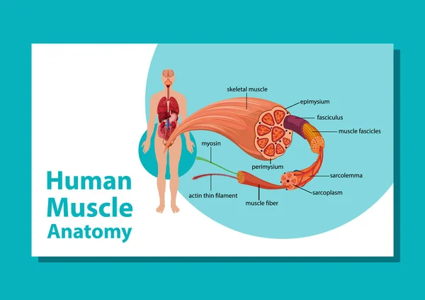 Vücut Anatomisi Çizimi Olan Insan Kas Anatomisi — Stok Vektör