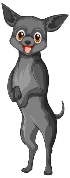 Nero Chihuahua Cane Cartone Animato Sfondo Bianco Illustrazione — Vettoriale Stock