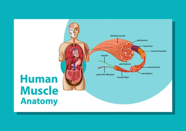 Vücut Anatomisi Çizimi Olan Insan Kas Anatomisi — Stok Vektör