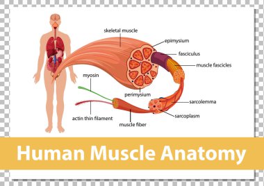 Vücut anatomisi çizimi olan insan kas anatomisi.