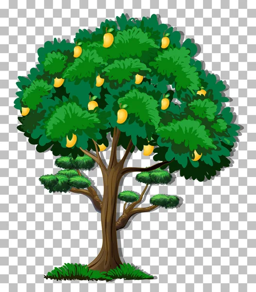 Mango Δέντρο Διαφανή Απεικόνιση Φόντου — Διανυσματικό Αρχείο