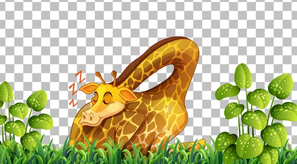 Girafe Sur Champ Herbe Sur Fond Transparent Illustration — Image vectorielle