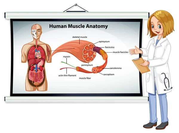 人体解剖図付き人間の筋肉解剖学 — ストックベクタ