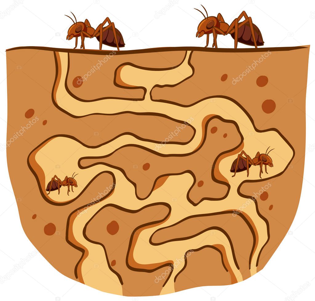 Underground ant nest with red ants illustration