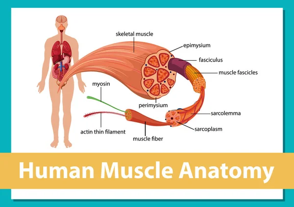 Vücut Anatomisi Çizimi Olan Insan Kas Anatomisi — Stok Vektör