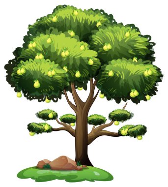 Armut ağacı beyaz arkaplan resimlerinde izole edildi