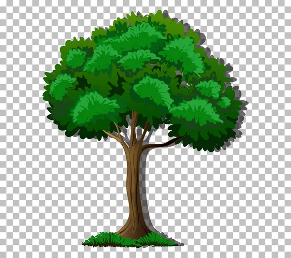 Árbol Con Hojas Verdes Sobre Fondo Transparente Ilustración — Vector de stock