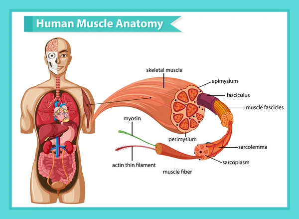 人体解剖図付き人間の筋肉解剖学 — ストックベクタ