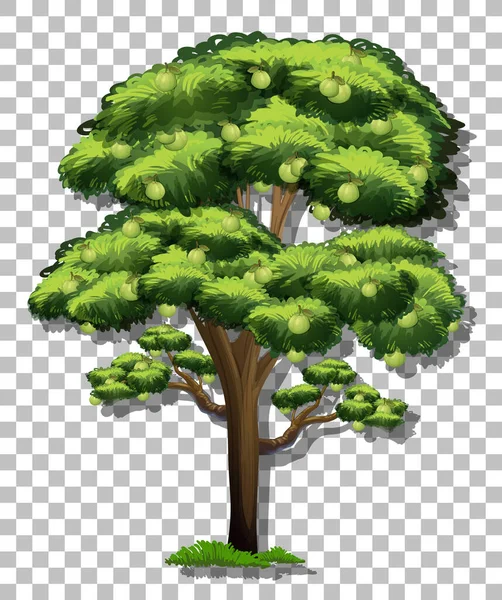 Дерево Гуава Прозрачном Фоне — стоковый вектор