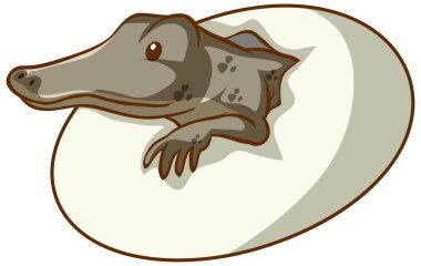 Beyaz arkaplandaki bir yumurtadan çıkan timsah.