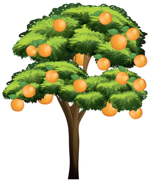 Oranje Boom Geïsoleerd Witte Achtergrond Illustratie — Stockvector