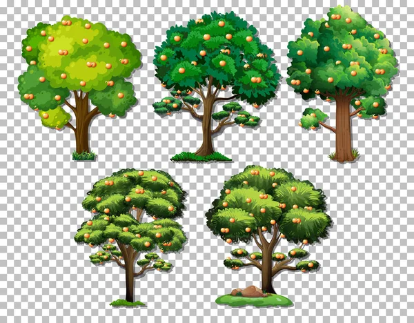 Sæt Forskellige Træer Gennemsigtig Baggrund Illustration – Stock-vektor