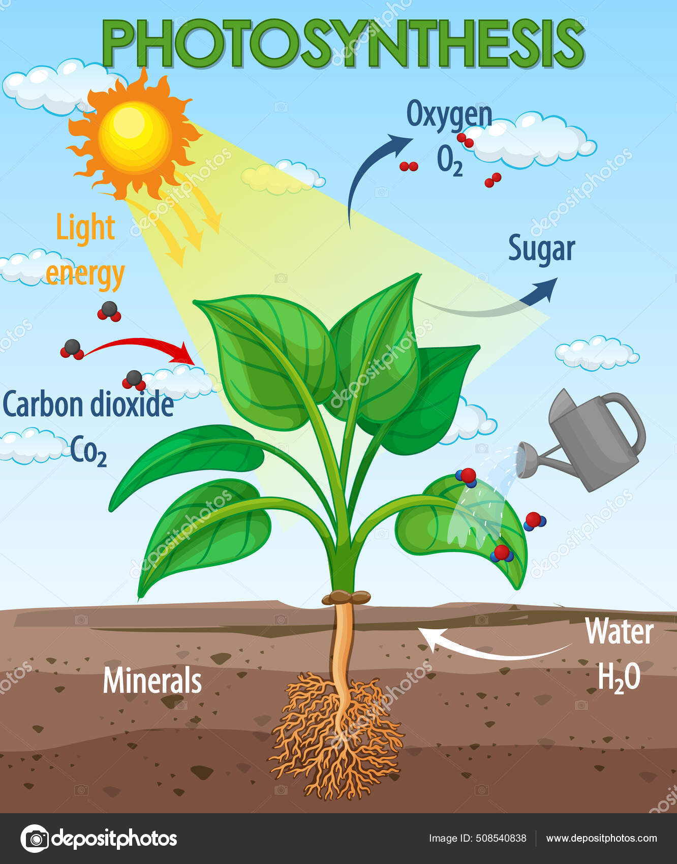 Photosynthesis Process photosynthesis-process