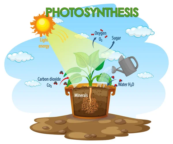 Schema Van Het Fotosyntheseproces Bij Illustratie Van Planten — Stockvector