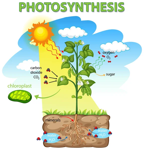 Diagram Zobrazující Proces Fotosyntézy Ilustraci Rostlin — Stockový vektor