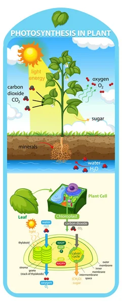 Diagrama Que Muestra Proceso Fotosíntesis Ilustración Plantas — Vector de stock