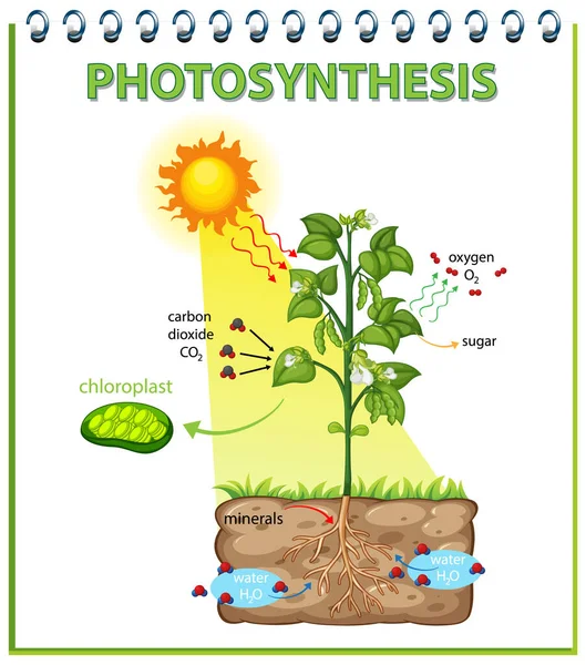 植物イラストにおける光合成の過程を示す図 — ストックベクタ